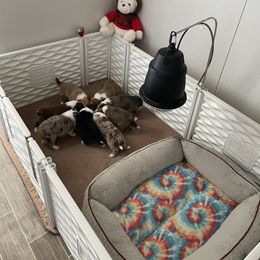 Australian Shepherd and Border Collie Puppies from Wiggles 4 Life