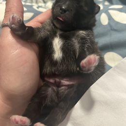 Pomeranians from Luxurious Poms