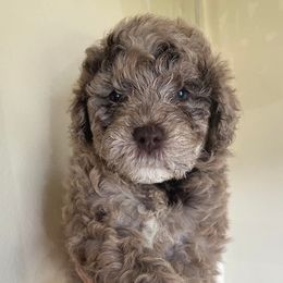 Girl 2 - Merle Goldendoodle puppy in Buffalo, New York from Queen City Doodles NY