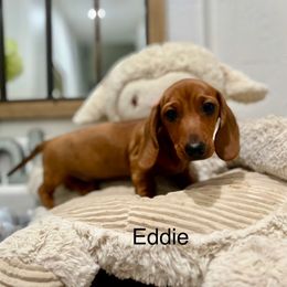 Eddie - Red male Dachshund puppy in Goodyear, Arizona from AZ Low Life Doxies