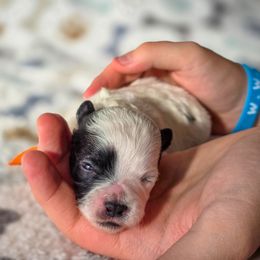 Jeckyll and Hyde - Orange Collar - Black and white male Shichon puppy in Troy, Ohio from Oodles of Doodles