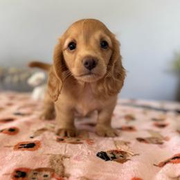 Dolson - Cream male Dachshund puppy in Temecula, California from Naomi Magee's Dachshund Kennel