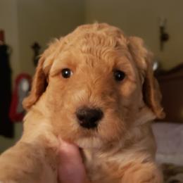 Goldendoodle Puppies from Pampered Paws Pet Massage / Jaynie's Pack of Doodles