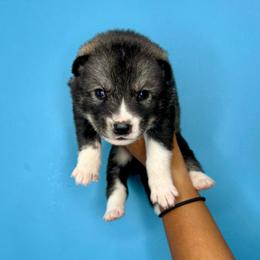 Rin - Agouti and white male Siberian Husky puppy in Knoxville, Tennessee from The Siberian Empire