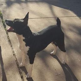 Pinky - Rat Terrier