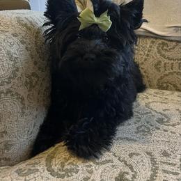 Ava - Yorkshire Terrier