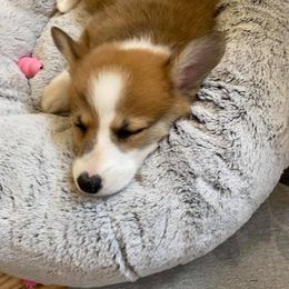 Pembroke Welsh Corgi Puppies from Tri-Star Stock Farm