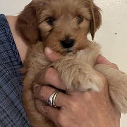 Purple collar girl - Apricot female Goldendoodle puppy in Fairfield, California from Twin Sisters Doodles
