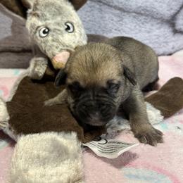 Kangaroo - Yellow female Black Mouth Cur puppy in Warsaw, Missouri from Heritage Cow Dogs