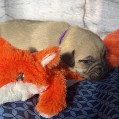 Fox - Yellow female Black Mouth Cur puppy in Warsaw, Missouri from Heritage Cow Dogs
