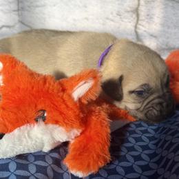 Fox - Yellow female Black Mouth Cur puppy in Warsaw, Missouri from Heritage Cow Dogs