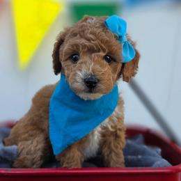 Lucy - Apricot female Goldendoodle puppy in Payson, Utah from Missy Doodles