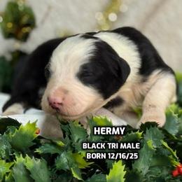 Hermy - Black tri-color male Australian Shepherd puppy in Bethany, Connecticut from Wynter Thyme Manor Australian shepherds