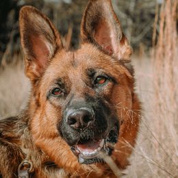 Oura - German Shepherd
