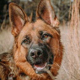 Oura - German Shepherd