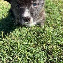 Sophia - Brindle and white female American Corgi puppy in Madison, North Carolina from Montgomery Corgis