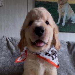 Ms Pink - Spookie - Golden female Golden Retriever puppy in Umatilla, Florida from AT Marvelous Kennels (AKA AT Marvelous Pet Services)
