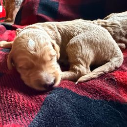 Sandy - light pink collar - Apricot female Goldendoodle puppy in Puyallup, Washington from Dawnie’s Doodles