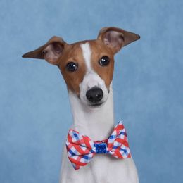 Shrimp - White and red male Italian Greyhound puppy in Grand Rapids, Michigan from Candace Morris