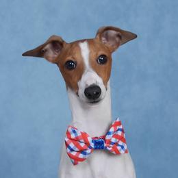 Shrimp - White and red male Italian Greyhound puppy in Grand Rapids, Michigan from Candace Morris