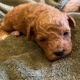 Sebastian - Red  male Poodle puppy in Utica, Ohio from Poodle Me Crazy
