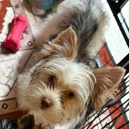 4 month old male puppy - Chocolate, tan and white male Yorkshire Terrier puppy in Lexington, North Carolina from Silver Valley Yorkies