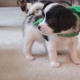 Papillon Puppies from Enchanting Papillons