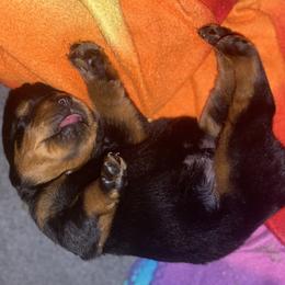 Green Collar - Black and mahogany male Rottweiler puppy in Linthicum, Maryland from Of The Saints Rottweilers