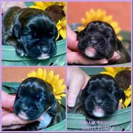 Light purple - Brindle female Boxer puppy in Butler, Pennsylvania from Schaible's Boxer Huddle