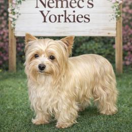 Tucker - Yorkshire Terrier