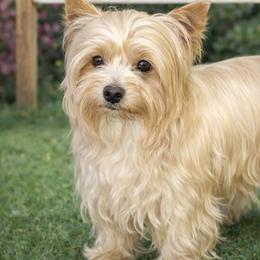 Tucker - Yorkshire Terrier