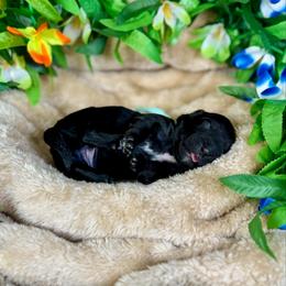Kokomo - Black male Goldendoodle puppy in Haltom City, Texas from Ohana Doodles