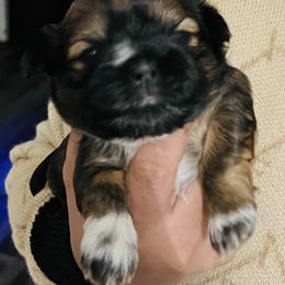 Shih Tzu Puppies from Wilson Kennel
