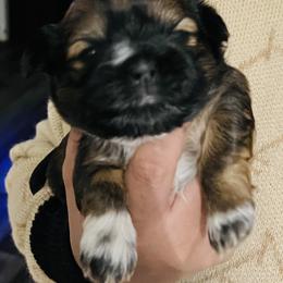 Shih Tzu Puppies from Wilson Kennel