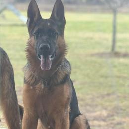 Magnus - Black and red male German Shepherd puppy in Worthington, Indiana from Aus Gerstbrei German Shepherds