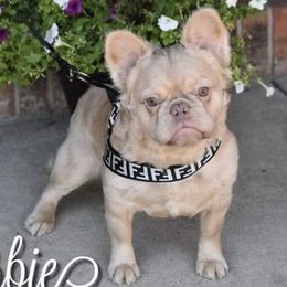 Barbie - French Bulldog