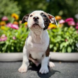 Boy 2 - Red brindle male American Staffordshire Terrier puppy in New Bedford, Massachusetts from Tradewind American Staffordshire Terriers