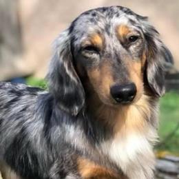 Dachshunds from Sweet and Low Dachshunds