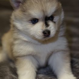 Casper - Merle male Pomsky puppy in Los Angeles, California from CaliMex Pomskies