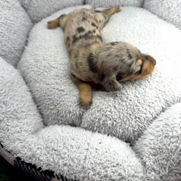 AKC Oreo - Dapple male Dachshund puppy in Laveen, Arizona from Acosta Kennel