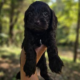 Blue Male - Brown and white male Cockapoo puppy in Mocksville, North Carolina from Hunting Creek Kennels & Farm