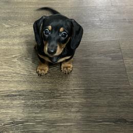 Dachshund Puppies from Johnson’s Weiner Farm