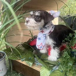 Miniature Schnauzer Puppies from Feshia Mosley