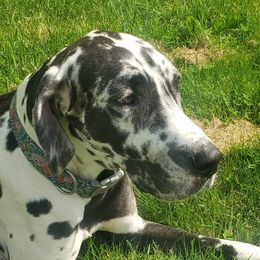 Wunder - Great Dane