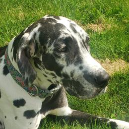 Wunder - Great Dane