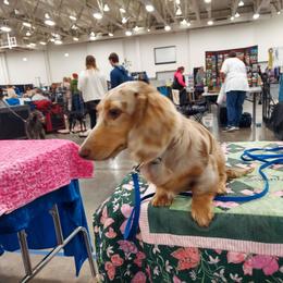 Micki - Dachshund