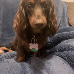 Maddie - Dachshund