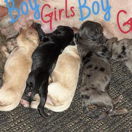 Cockapoo puppies from Schaible Family Puppies