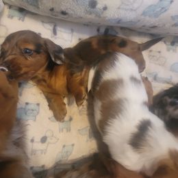 Dachshund Puppies from It's Mini Wieners Baby