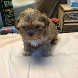 Drake - Liver male Shih Tzu puppy in Mesa, Arizona from House of Zen Shihtzus